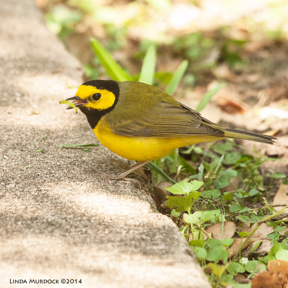 Hooded Warbler Sony A700 with 70-400mm 1/640sec. f/6.3 ISO 1600