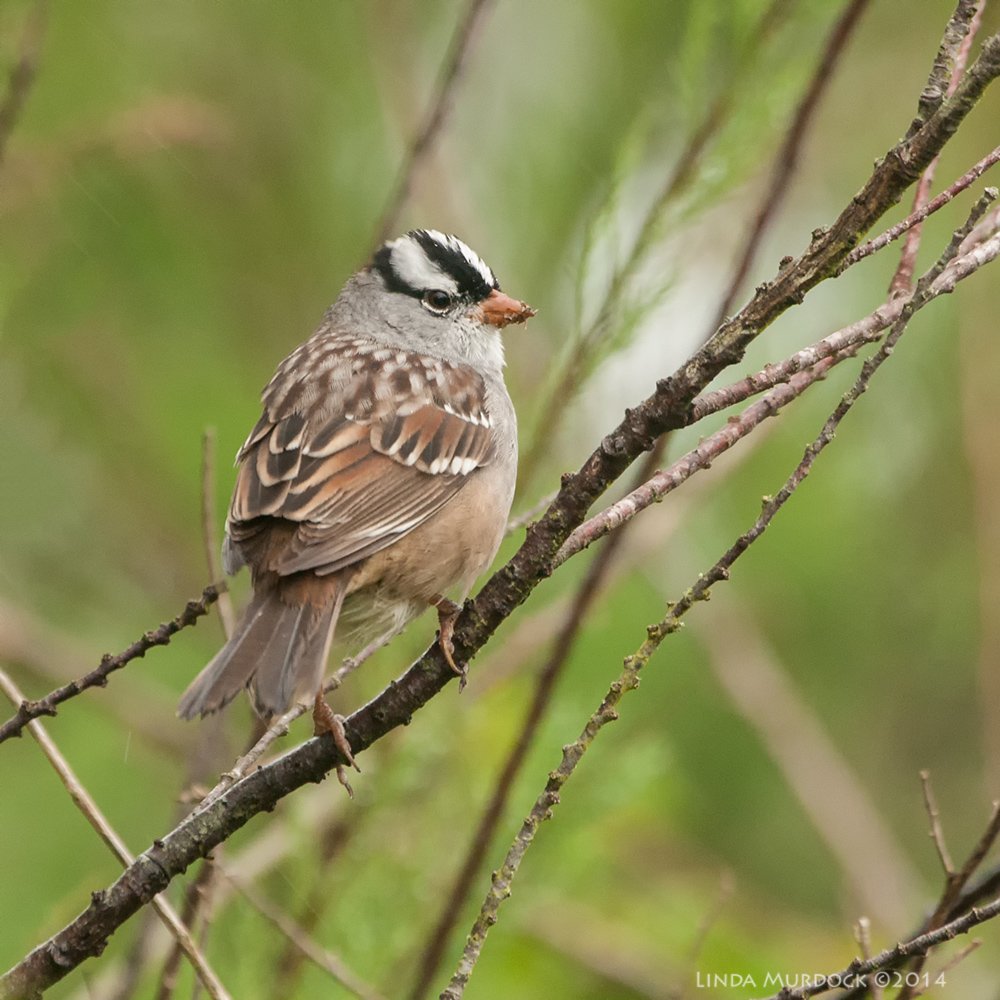 White-crowned Sparrow Sony A700 with 70-400mm 1/160 sec. f/6.3 ISO 1600