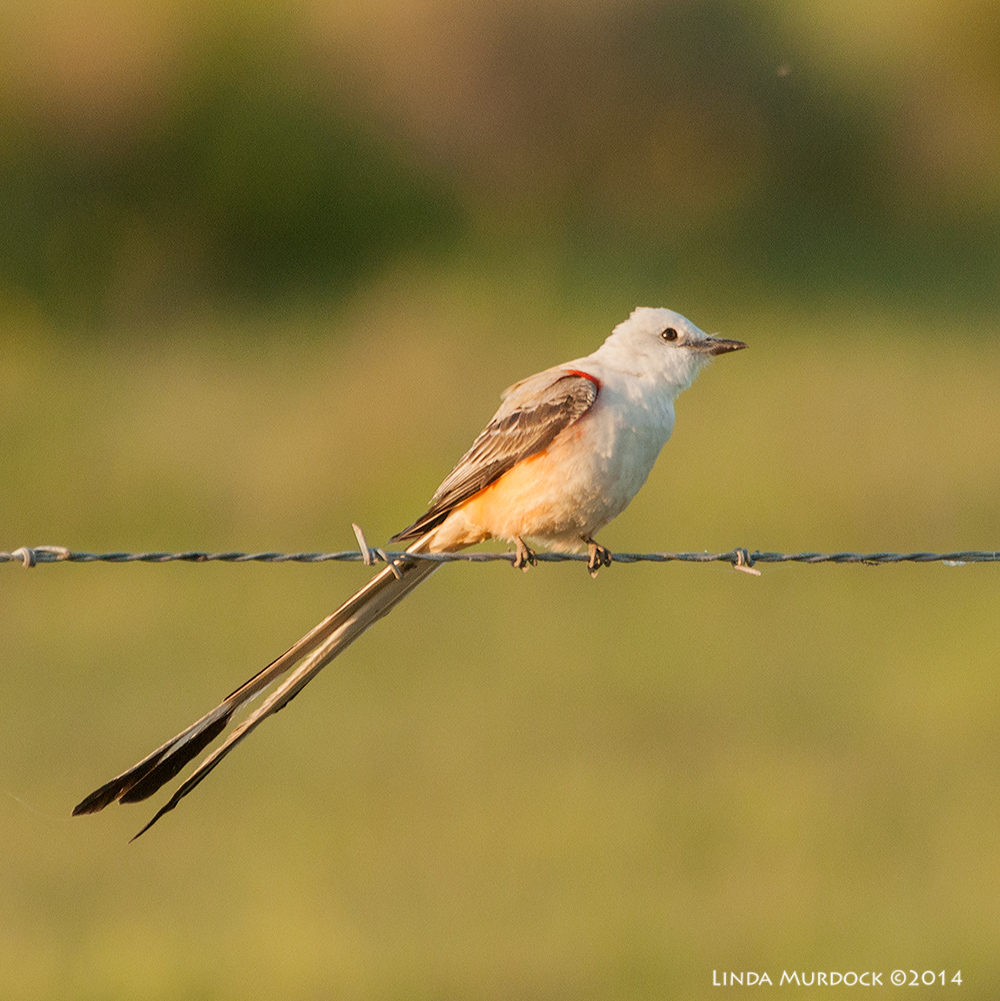 Scissor-tailed Flycatcher Sony A700 with 70-400mm 1/640 sec. f/6.3 ISO 1000