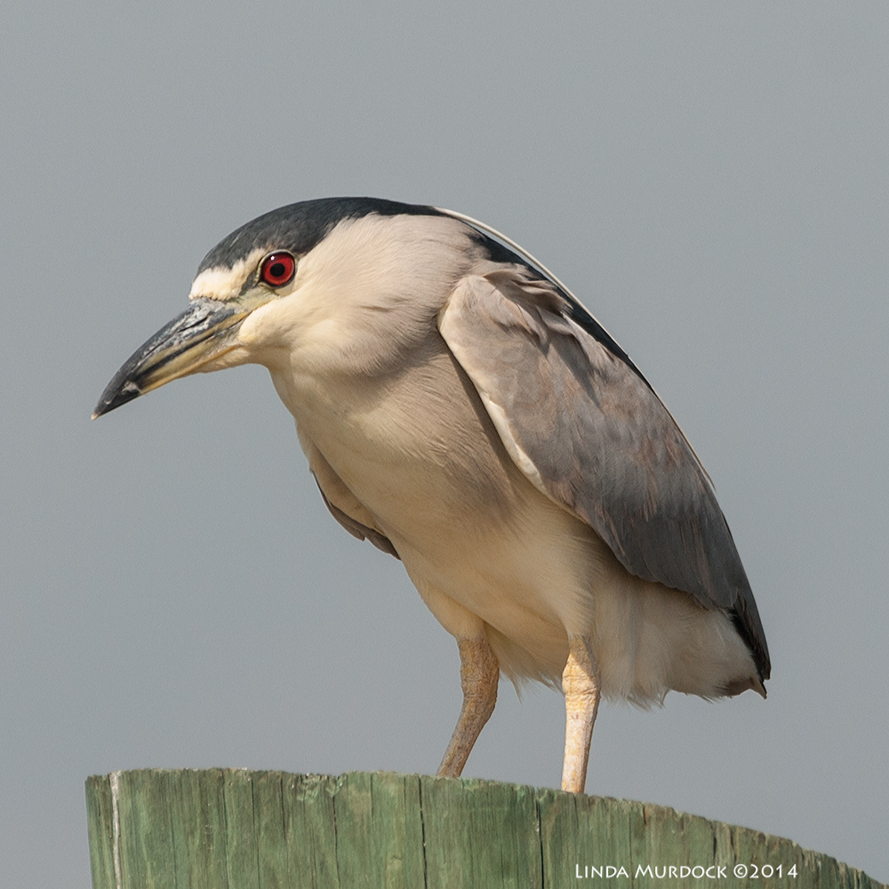 Perched on a pier at Texas City Dike Sony A700 with 70-400mm 1/1600 sec. f/6.3 ISO 400