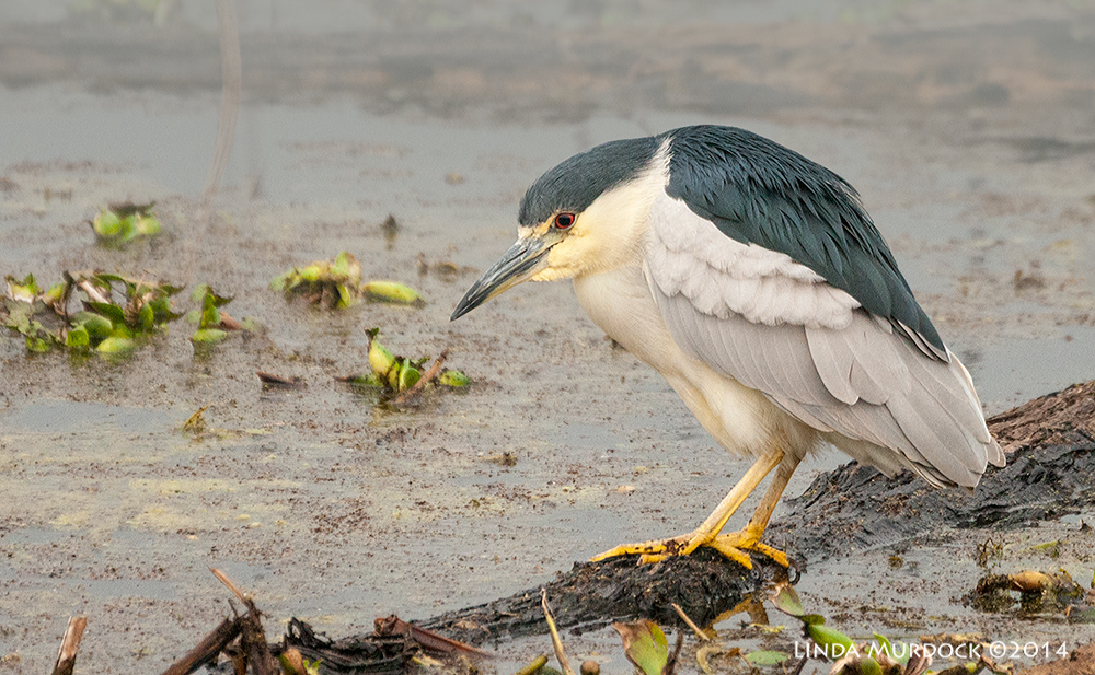 Black-crowned Night Heron hunting at Elm Lake, Brazos Bend State Park Sony A700 with 70-400mm 1/800 sec. f/5.6 ISO 1600