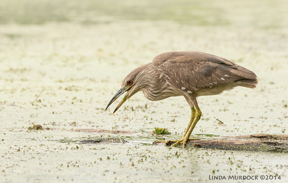 Juvenile Black-crowned Night Heron Sony A700 with 70-400mm 1/1600 sec. f/6.3 ISO 1600