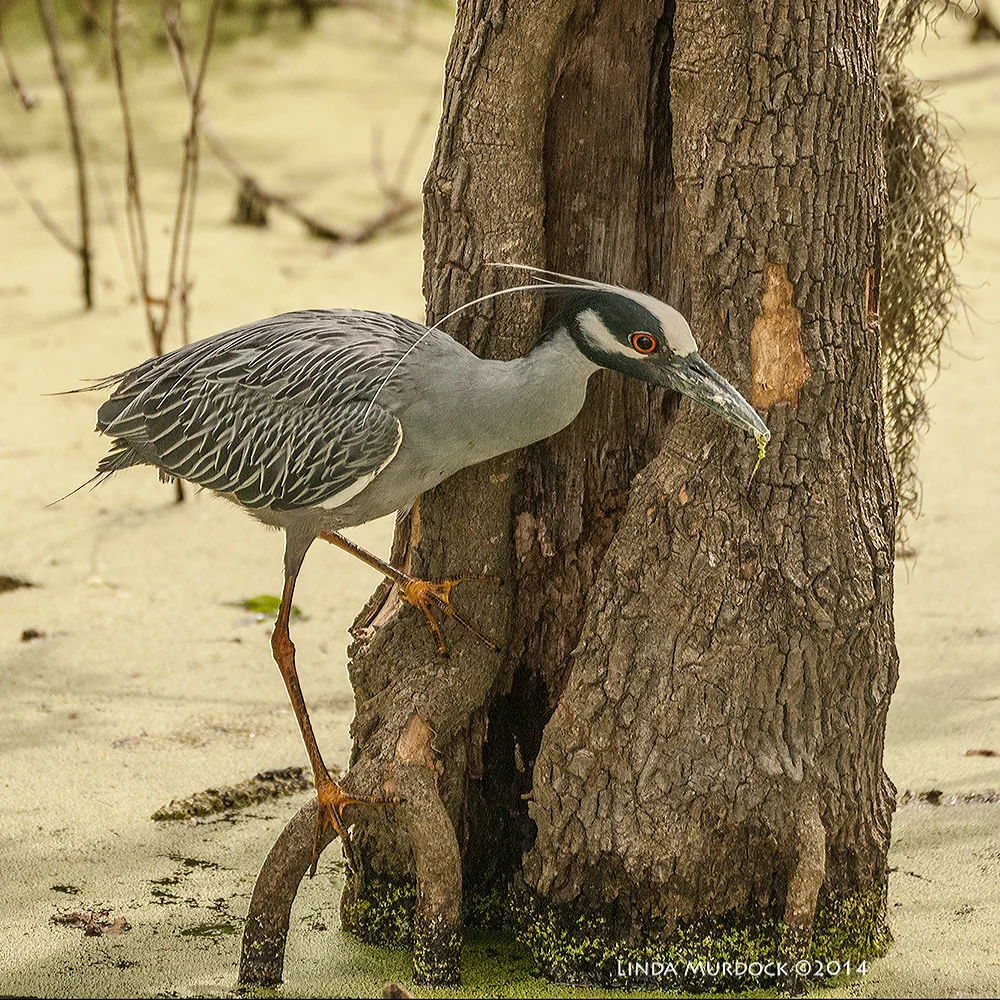 Yellow-crowned Night Heron on the swamp side of 40-acre Lake Sony A700 with 70-400mm 1/1000 sec. f/5.6 ISO 1000