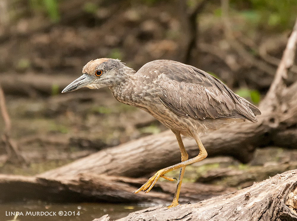 Juvenile Yellow-crowned Night Heron Sony A700 with 70-400mm 1/1000 sec. f/5.6 ISO 1600