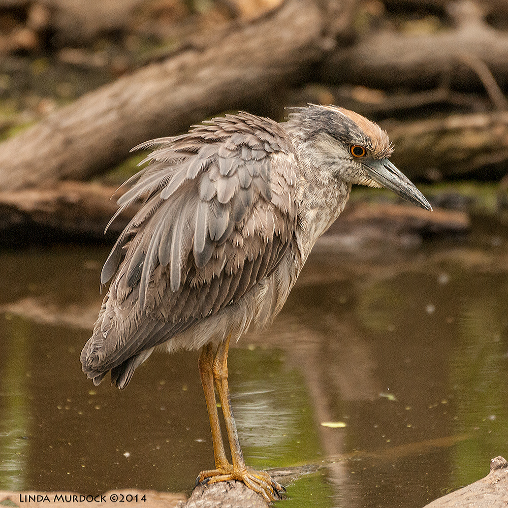 My new favorite bird, Juvenile Yellow-crowned Night Heron Sony A700 with 70-400mm 1/1000 sec. f/5.6 ISO 1600