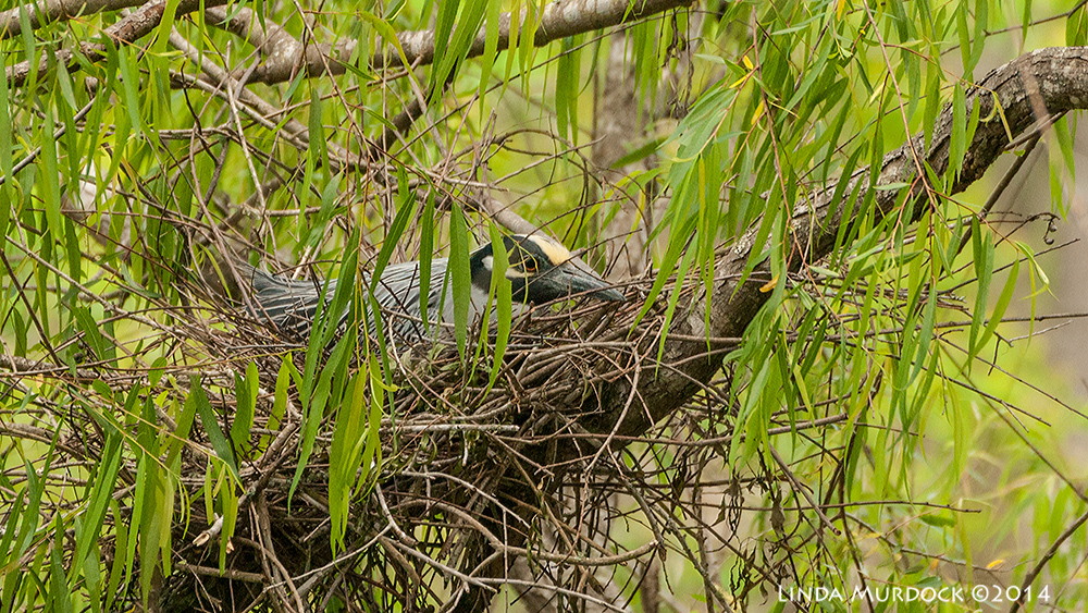 Yellow-crown Night Heron on nest Sony A700 with 70-400mm 1/1000 sec. f/5.6 ISO 1000