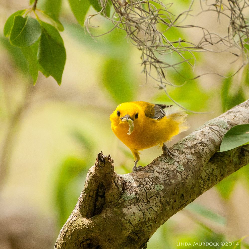 Prothonatory Warbler with lunch Sony A700 with 70-400mm 1/640sec. f/6.3 ISO 1000
