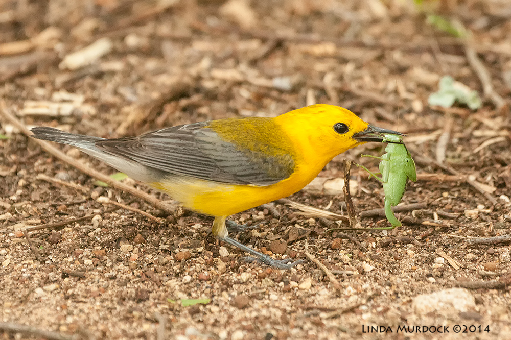 Prothonatory Warbler on the ground with a katydid Sony A700 with 70-400mm 1/320 sec. f/5.6 ISO 1600