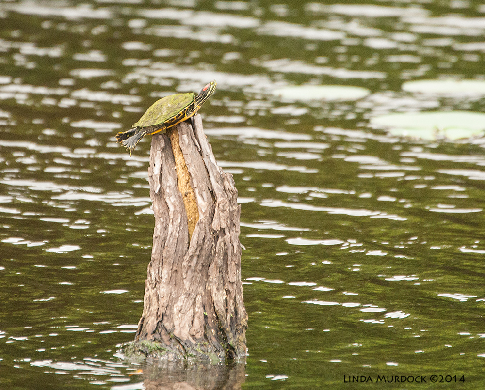 Turtle Insanity Sony A700 with 70-400mm 1/1250 sec. f/5.6 ISO 1600