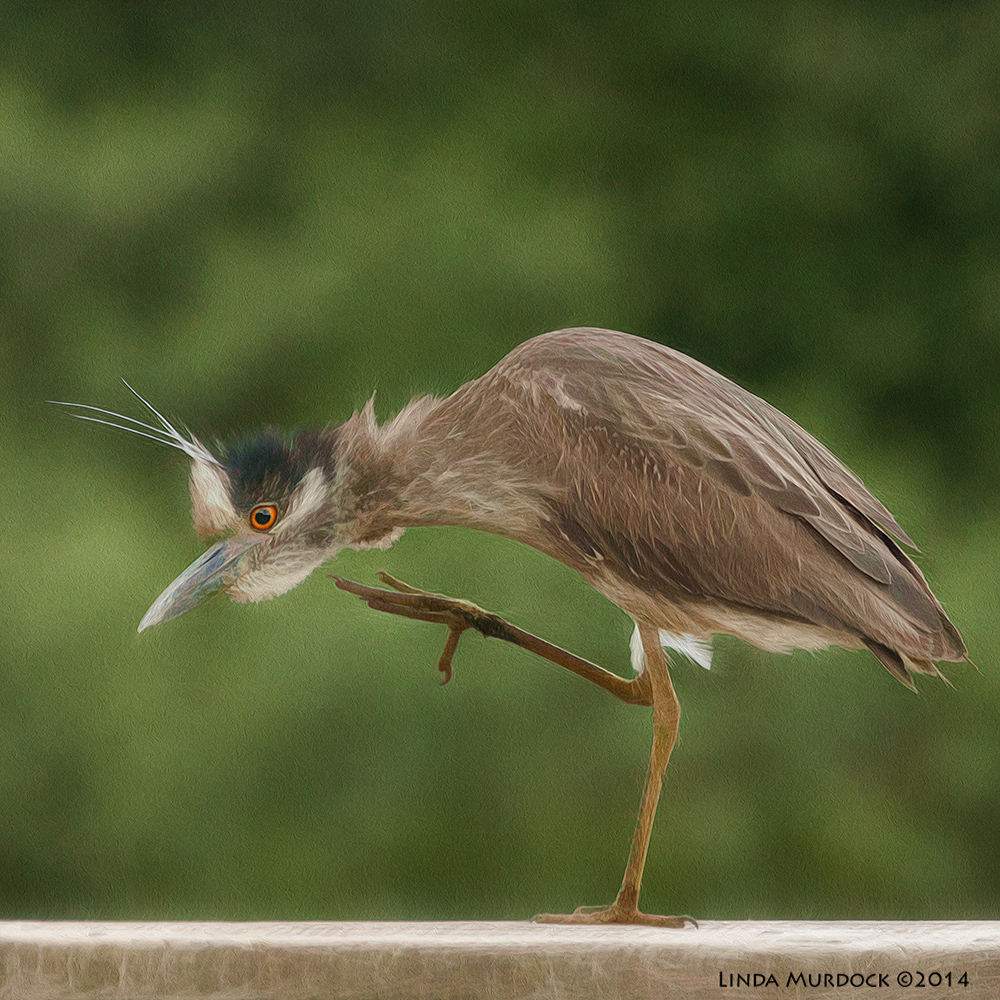 Young Yellow-crowned Night Heron Sony A700 with 70-400mm 1/800 sec. f/6.3 ISO 1600