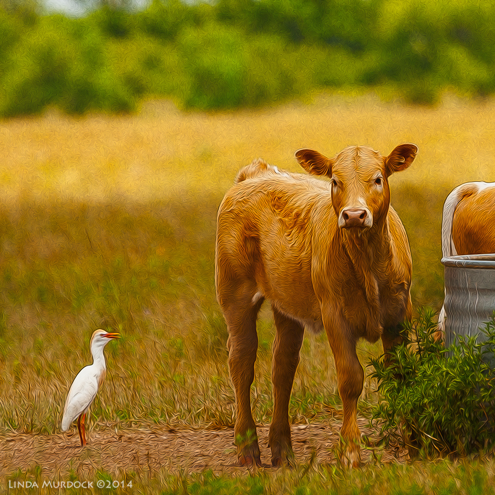 Curious calf Sony A700 with 70-400mm 1/1000 sec. f/6.3 ISO 400