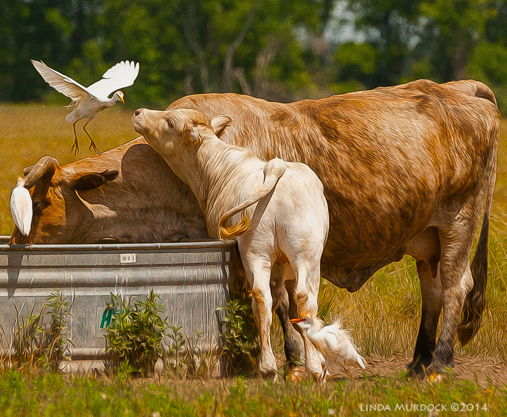 Calf foils attempt to land on cow Sony A700 with 70-400mm 1/2000 sec. f/7.1 ISO 400