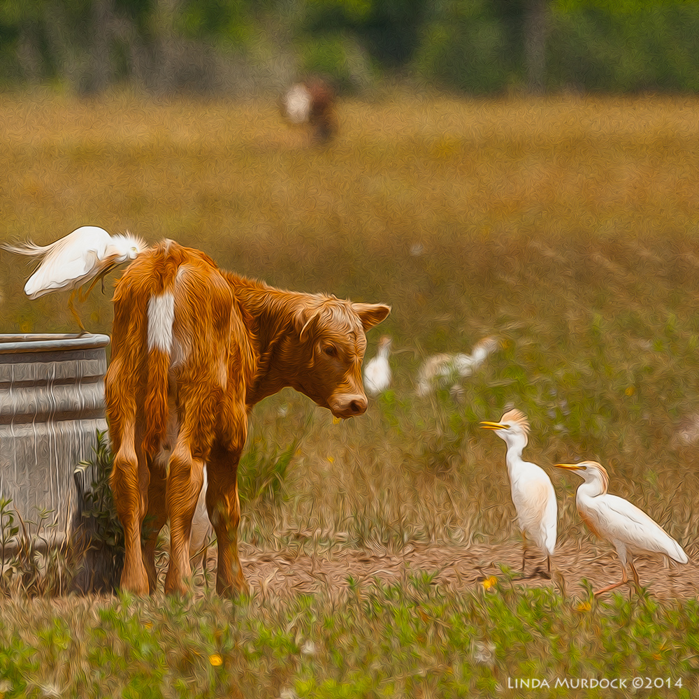 Calf meets Cattle Egrets Sony A700 with 70-400mm 1/1250 sec. f/6.3 ISO 400
