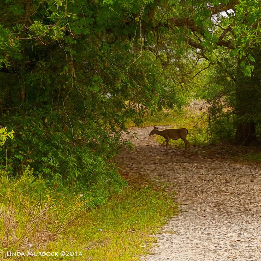 Surprise deer Sony A700 with 70-400mm 1/1000 sec. f/5.6 ISO 800