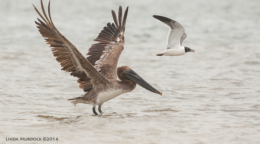 Young Brown Pelican and Laughing Gull Sony A700 with 70-400mm 1/3200 sec. f/6.3 ISO 1600