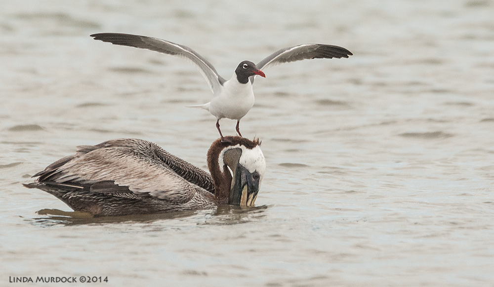 Hitchhiker on an adult Brown Pelican Sony A700 with 70-400mm 1/2500 sec. f/6.3 ISO 1600