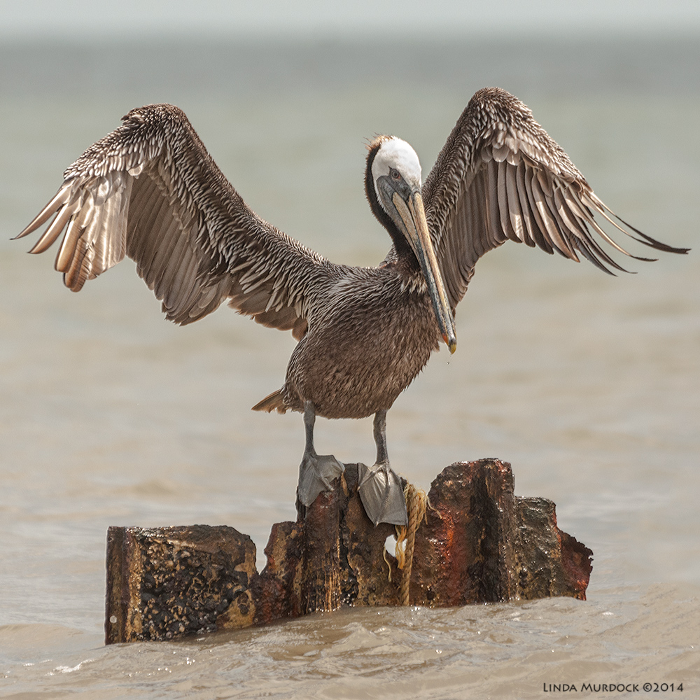 Brown Pelican settling on the breakers Sony A700 with 70-400mm 1/2000 sec. f/5.6 ISO 1000