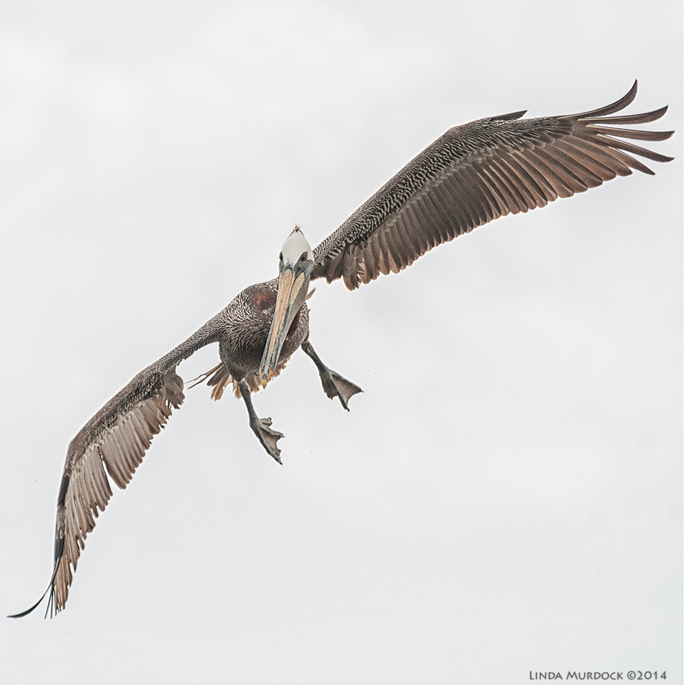 Incoming! Sony A700 with 70-400mm 1/2000 sec. f/6.3 ISO 1600