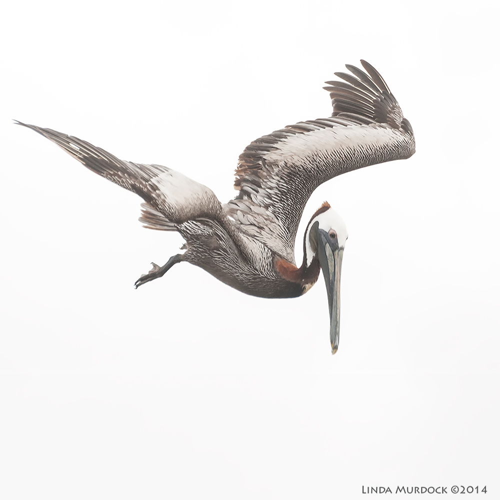 Diving from on high... Sony A700 with 70-400mm 1/2000 sec. f/6.3 ISO 1600