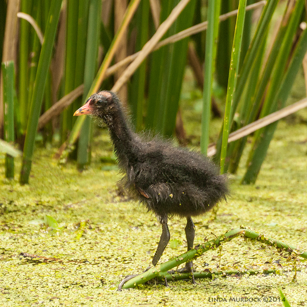 Baby Moorhen chick with tiny winglets Sony A700 with 70-400mm 1/1000 sec. f/5.6 ISO 1000