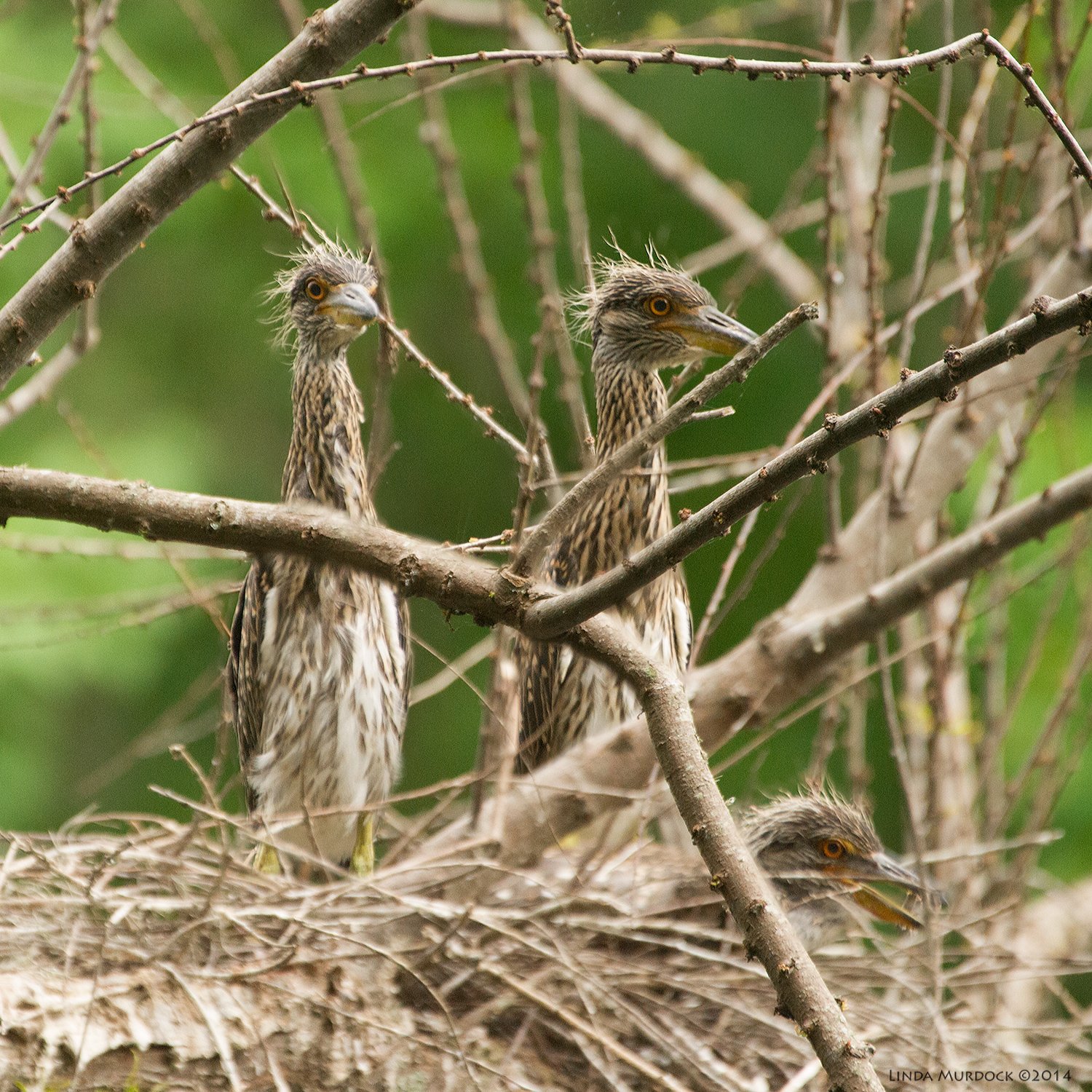 A trio of Yellow-crowned Night Heron chicks Sony A700 with 70-400mm 1/500 sec. f/5.6 ISO 1600
