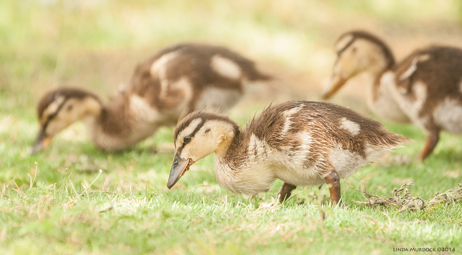 Baby ducks Sony A700 with 70-400mm 1/1000 sec. f/6.3 ISO 1600