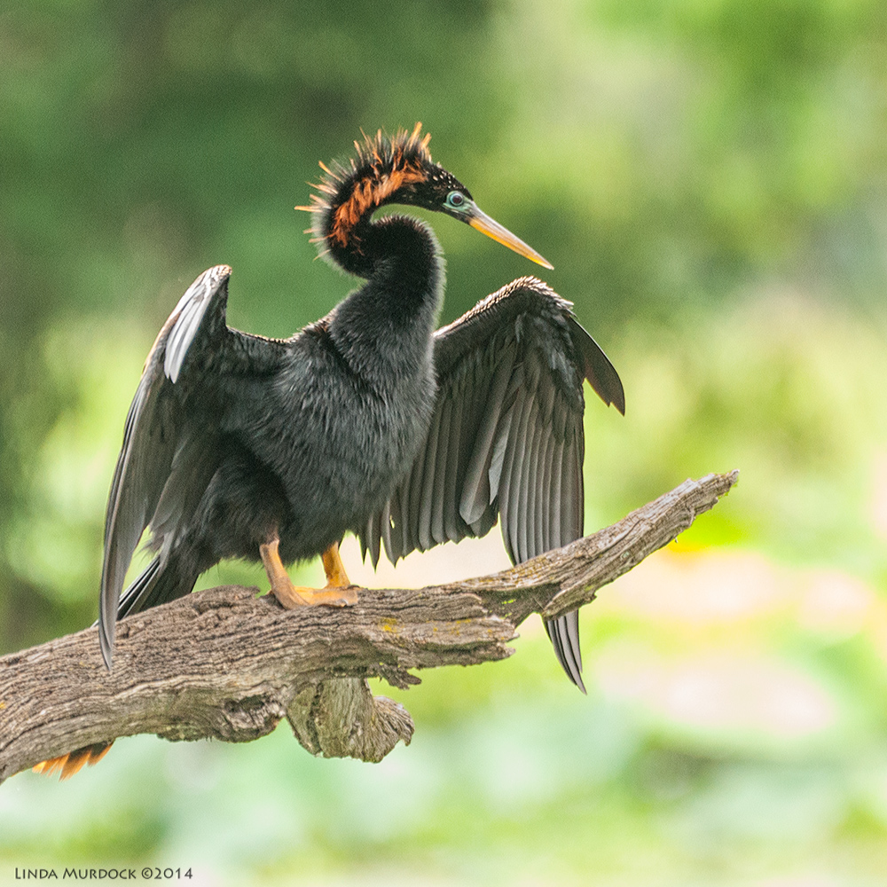 Male Anhinga in full breeding plumage Sony A700 with 70-400mm 1/500 sec. f/5.6 ISO 1600