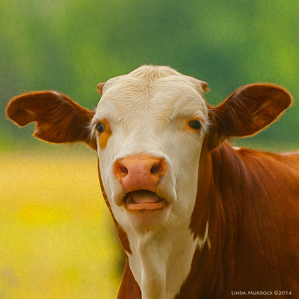 Cow might be trying to tell us something... Sony A700 with 70-400mm 1/2000 sec. f/5.6 ISO 1600