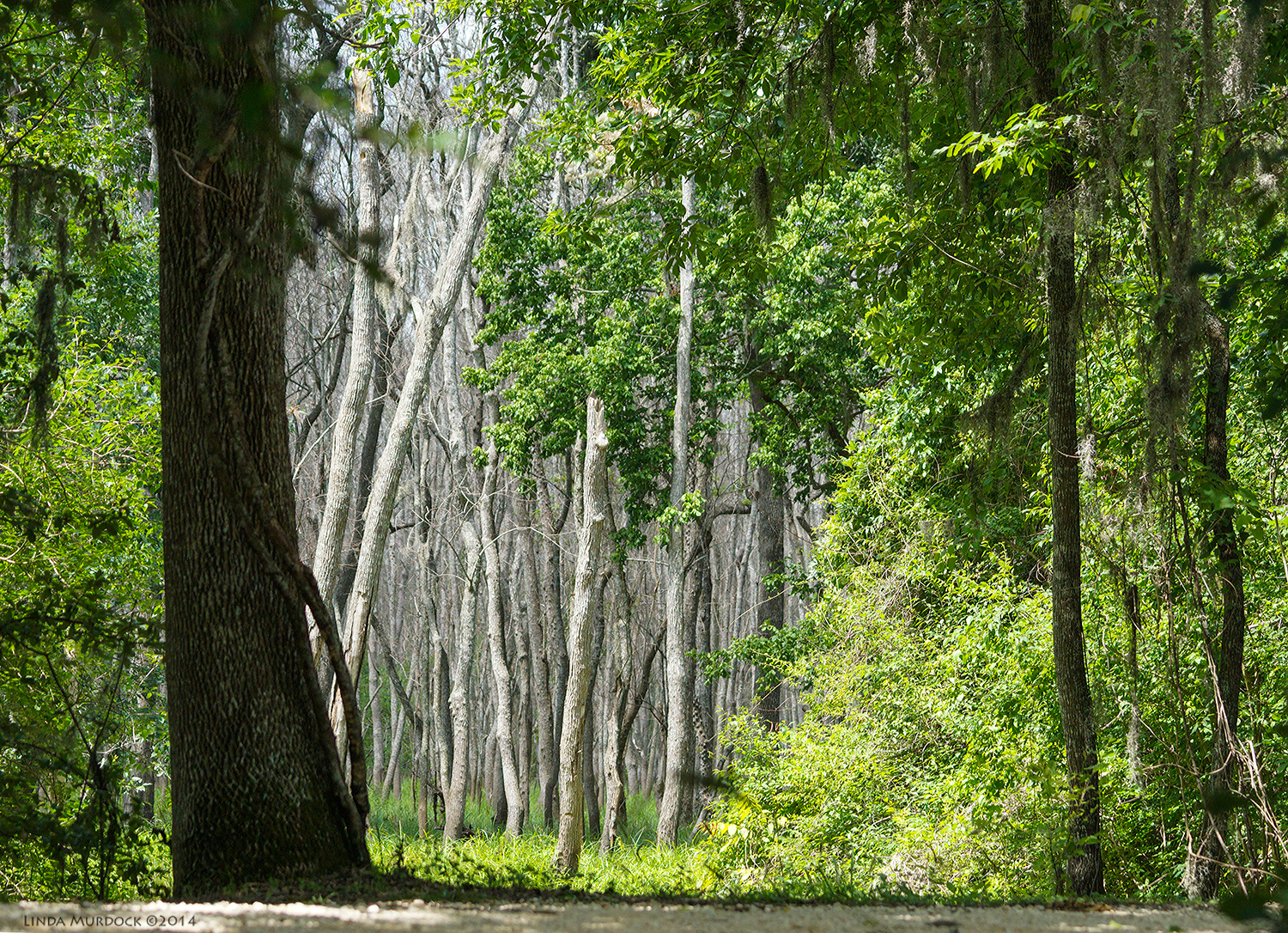 Swamp at high noon Sony A77 II with 70-400mm G2 1/1000 sec. f/5.6 ISO 1000
