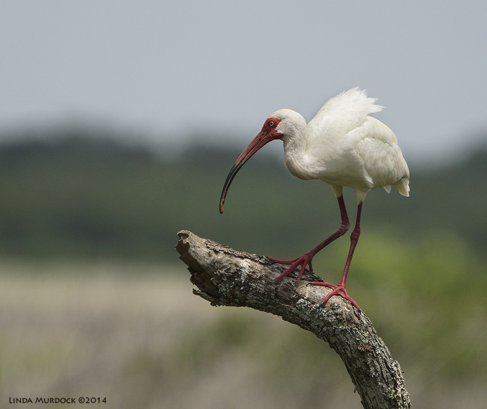 White Ibis in full breeding colors - note the bright red bill and legs Sony A77 II with 70-400mm G2 1/2000 f/5.6 ISO 400