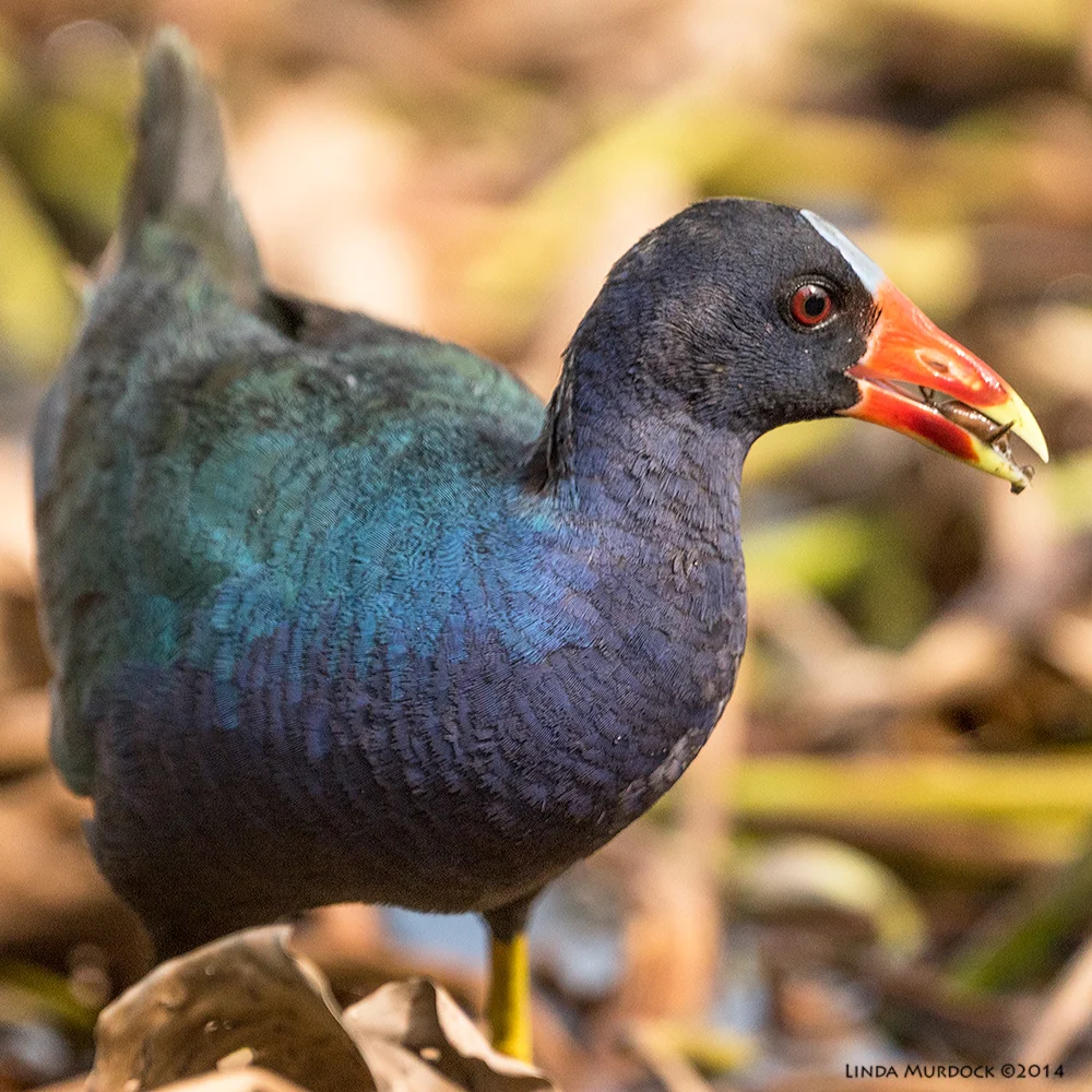 Purple Gallinule Sony A77 II with 70-400mm G2 1/2000 sec. f/6.3 ISO 1000