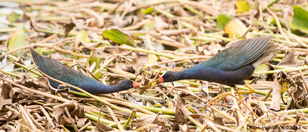 Here you go, dear. The nest mound is that messy pile on the left. Sony A77 II with 70-400mm G2 1/800 sec. f/5.6 ISO 800