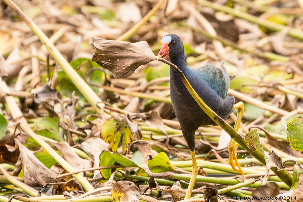 On the move...with a leaf for the nest. This one seemed to be particular about the nesting material; he would venture out 10-15 feet from the nest to find one that was just right. Sony A77 II with 70-400mm G2 1/800 sec. f/5.6 ISO 800