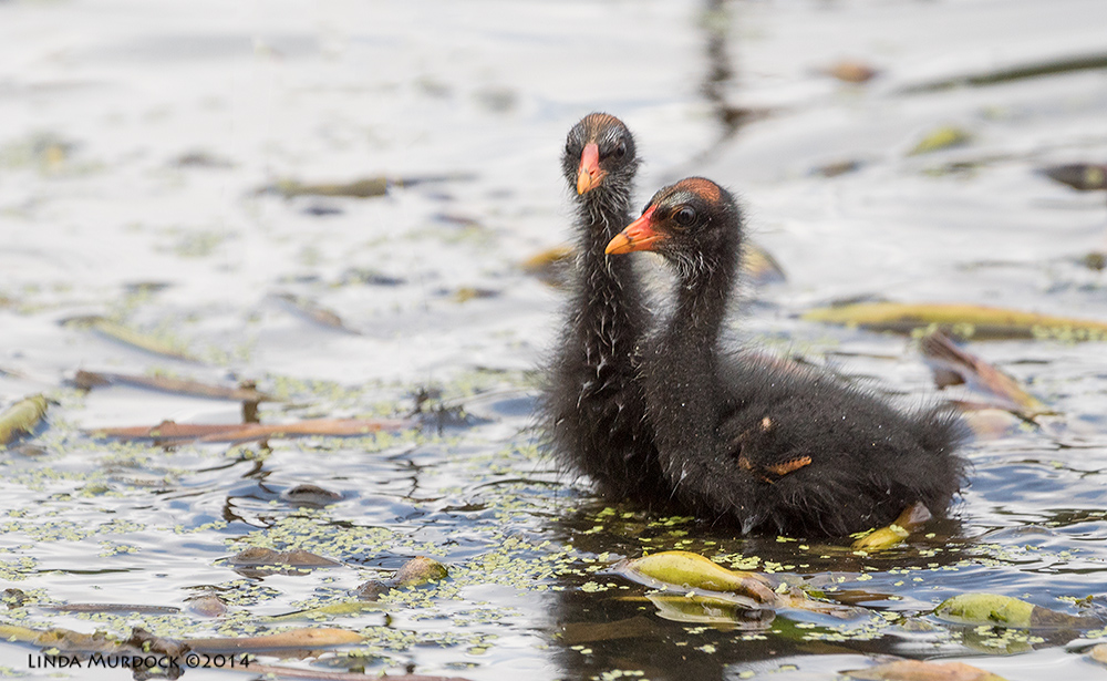 Moorhen chicks Sony A77 II with 70-400mm G2 1/1000 sec. f/5.6 ISO 500