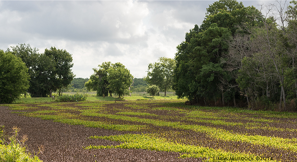 40-acre Lake rapidly evolving into a meadow from uncontrolled Water Hyacinth growth. The brown strips are from herbicide sprays. Sony A77 II with 70-400mm G2 1/1600 sec. f/7.1 ISO 1000