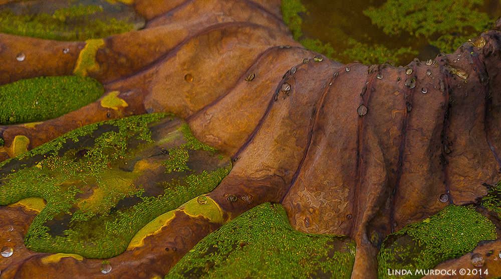 Dead lotus leaf with duckweed. Post-processed with Fractalius and Photoshop Oil Paint Sony A77 II with 70-400mm G2 1/500 sec. f/7.1 ISO 1000
