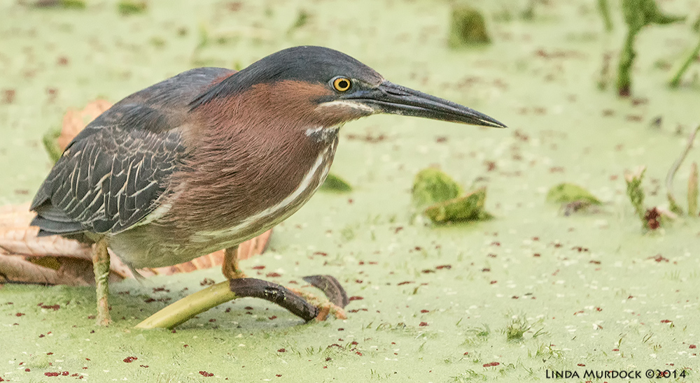 Adult Green Heron in the duckweed. Sony A77 II with 70-400mm G2 1/500 sec. f/7.1 ISO 1000