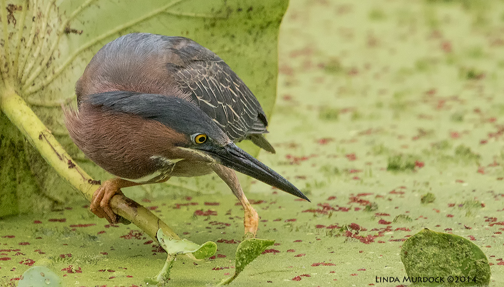 Green Heron stares intently ... Sony A77 II with 70-400mm G2 1/500 sec. f/7.1 ISO 1000