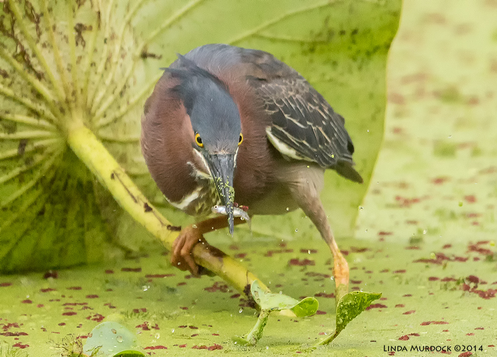 Tiny fish lunch Sony A77 II with 70-400mm G2 1/1000 sec. f/5.6 ISO 1600