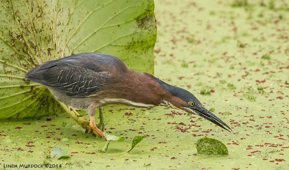 Finding a lure Sony A77 II with 70-400mm G2 1/1000 sec. f/5.6 ISO 1600