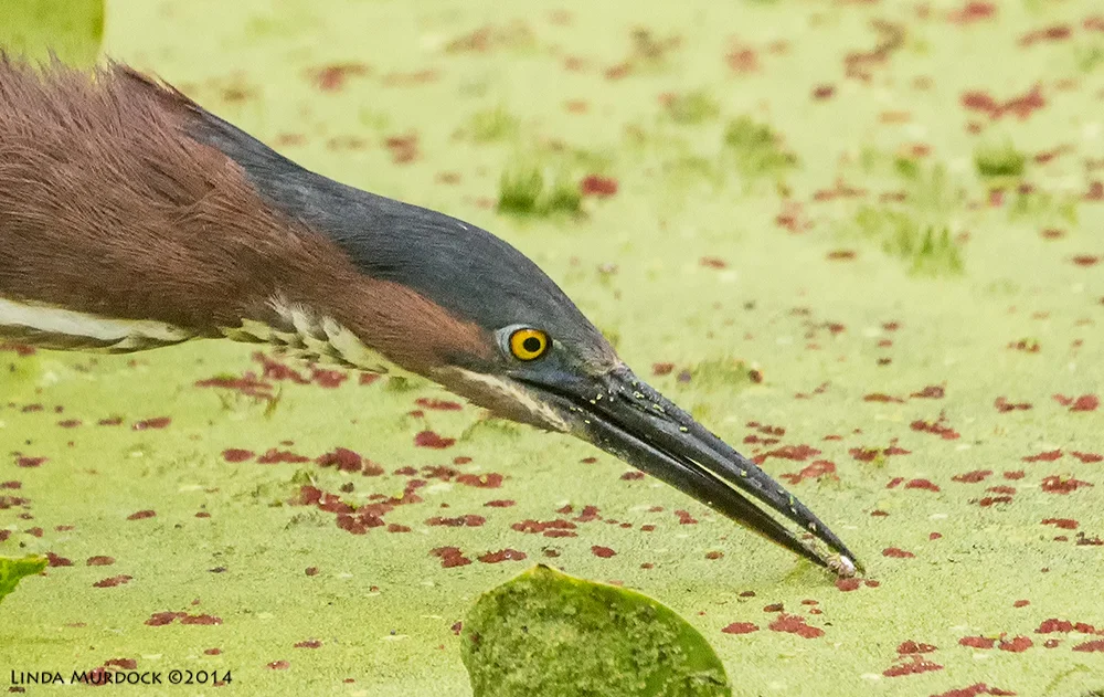 Placing the lure... Sony A77 II with 70-400mm G2 1/1000 sec. f/5.6 ISO 1600