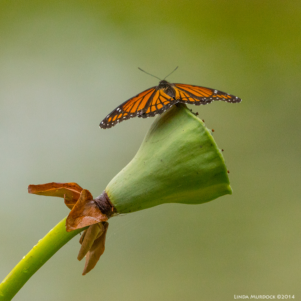 Probably a Gulf Fritillary on a Lotus Pod Sony A77 II with 70-400mm G2 1/1000 sec. f/5.6 ISO 1600