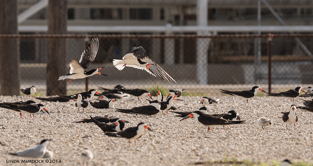 Black Skimmer colony at Dow Chemical - it is a busy and noisy place. Check out the babies! Sony A77 II with 70-400mm G2 1/1600 sec. f/8.0 ISO 640