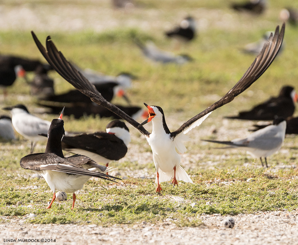 Black Skimmers and eggs - Nests are just scrapes in the ground. Sony A77 II with 70-400mm G2 1/2000 sec. f/5.6 ISO 640