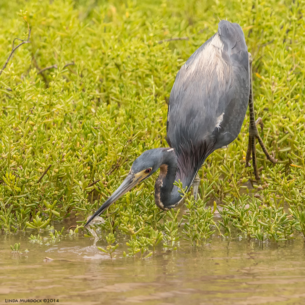 Tri-colored Heron catches a shrimp Sony A77 II with 70-400mm G2 1/2000 sec. f/7.1 ISO 1000