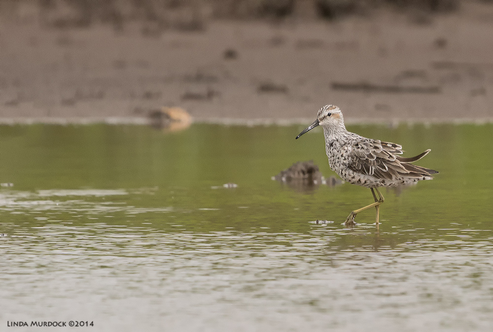 Stilt Sandpiper Sony A77 II with 70-400mm G2 1/2000 sec. f/7.1 ISO 800