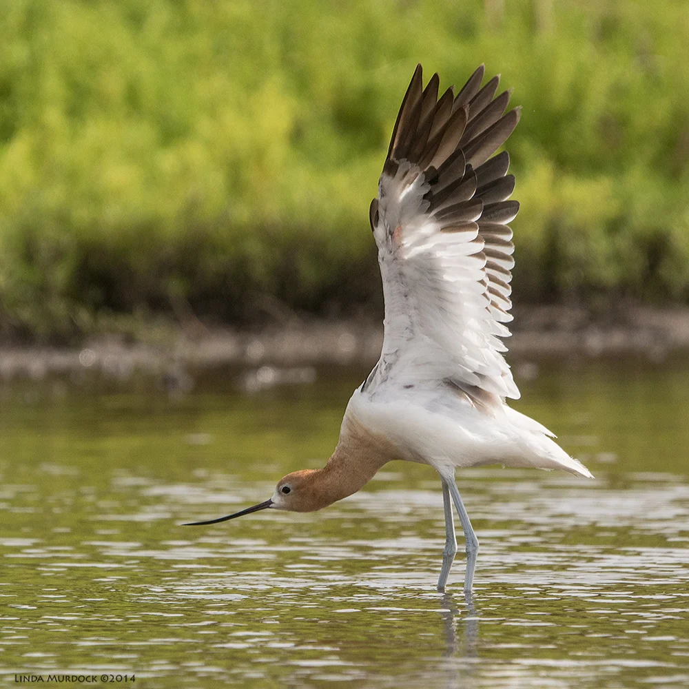 American Avocet stretching and showing off Sony A77 II with 70-400mm G2 1/2000 sec. f/6.3 ISO 500