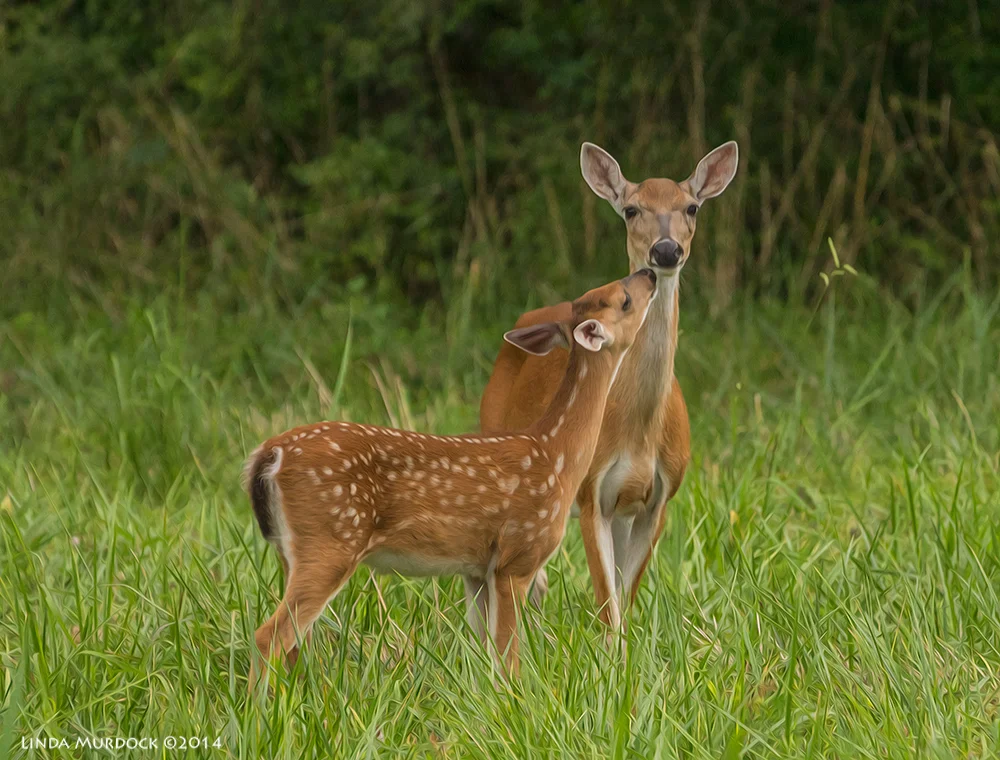 Bambi and mom Sony A77 II with 70-400mm G2 1/500 sec. f/5.6 ISO 800