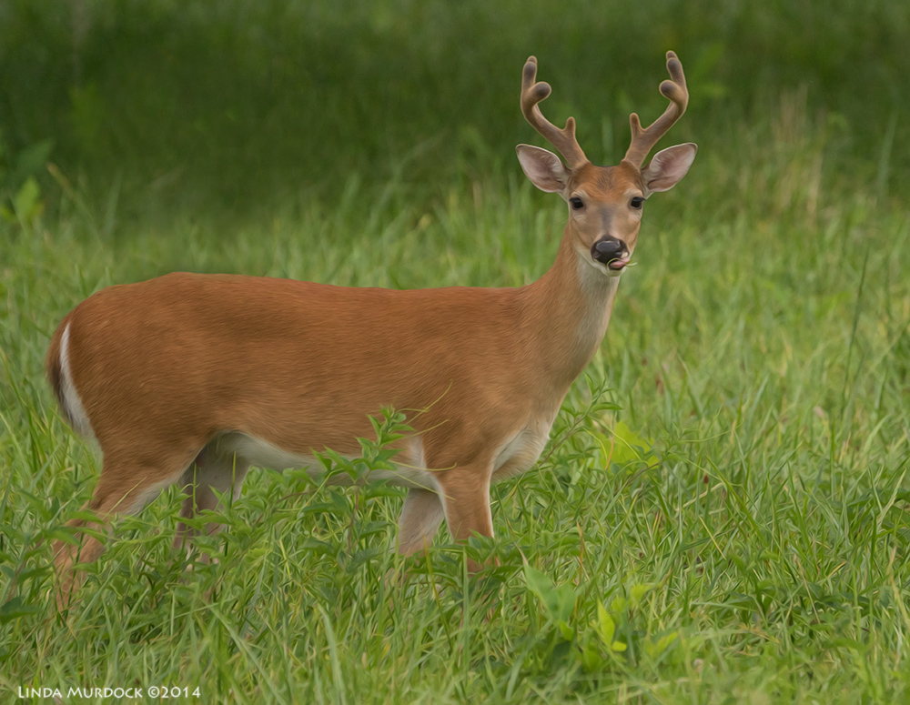 Grass is good... nom nom Sony A77 II with 70-400mm G2 1/500 sec. f/5.6 ISO 800