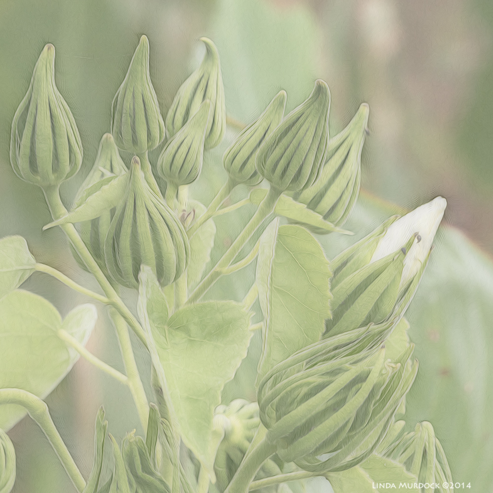 Wild swamp flowers Sony A77 II with 70-400mm G2 1/640 sec. f/9.0 ISO 1600